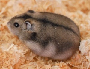 Campbells Dwarf Hamster