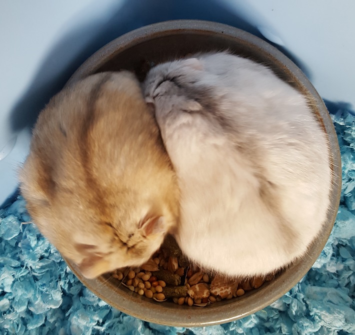 Dwarf Hamster Food Bowl